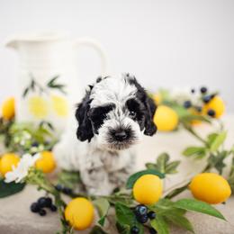 Meyer - Parti male Goldendoodle puppy in Athens, Alabama from Brewing Doodles