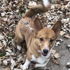 Griff - Pembroke Welsh Corgi