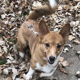 Griff - Pembroke Welsh Corgi