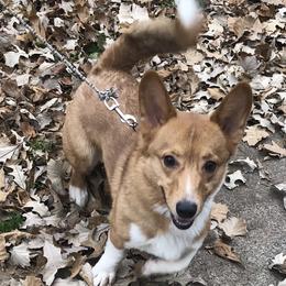 Griff - Pembroke Welsh Corgi
