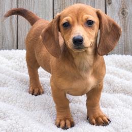 Brie - Red female Dachshund puppy in Warm Springs, Arkansas from Seven Hills Arkansas