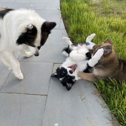 Icelandic Sheepdog Puppies from Windswept Icelandic Sheepdogs