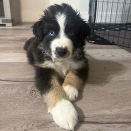 Blaze - Black tri-color male Australian Shepherd puppy in San Tan Valley, Arizona from FaithsAussies