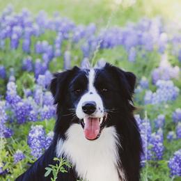 Ten - Border Collie