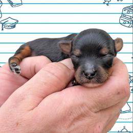 Tuesday - Black and tan male Yorkipoo puppy in Coshocton, Ohio from Forever Family Puppies