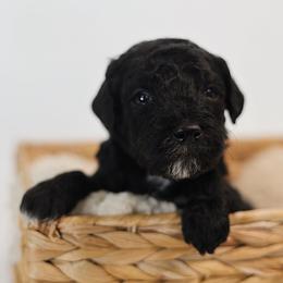 Beau - Black male Goldendoodle puppy in Pleasant Grove, Utah from Canterbury Canines