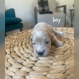 Boy 2 - Cream male Goldendoodle puppy in Glendale, Arizona from Follow Your Bliss Doodles