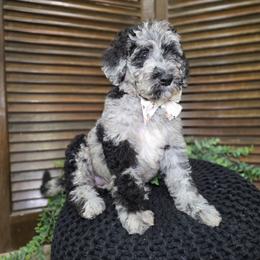 Wendy - Merle female Goldendoodle puppy in Woodburn, Indiana from DNLS Doodle Puppies