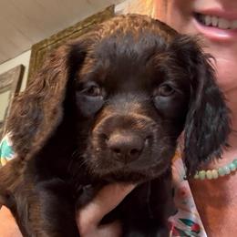 Mallie Mae (Rose)-Cadiz, KY - Dark brown female Boykin Spaniel puppy in Bowling Green, Kentucky from Drakes Creek Boykins LLC