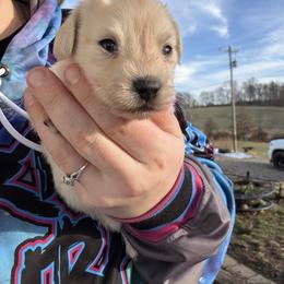 Cream boy - Cream male Dachshund puppy in Mount Vernon, Ohio from Double A Dachshunds