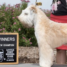 Soft Coated Wheaten Terriers from Aslan Wheatens