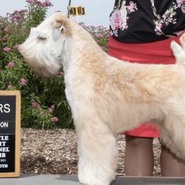 Soft Coated Wheaten Terriers from Aslan Wheatens