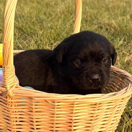 Loretta - Black female Labrador Retriever puppy in Garnett, Kansas from Timberland Creek Labradors