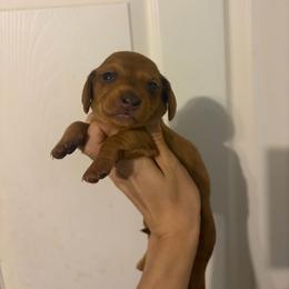 Pecan - Red male Dachshund puppy in Conroe, Texas from R&M Dachshunds