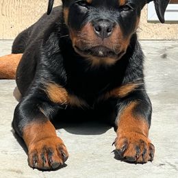 Rottweiler Puppies from Von Der Hing Rottweilers