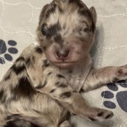 Gabby - Chocolate merle female Bernedoodle puppy in Williston, Florida from Tera Caldwell