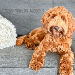 Australian Labradoodle All Grown Up from West Haven Australian Labradoodles