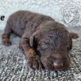 Slate - Chocolate male Goldendoodle puppy in Chattanooga, Tennessee from Hilltop Cuddle Pups