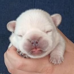 French Bulldog Puppies from Diamond Dreams French Bulldogs