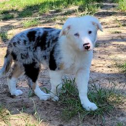 Girl 4 Ice $2200 - Blue merle Border Collie puppy in Morgan, Texas from Shooting Star Ranch