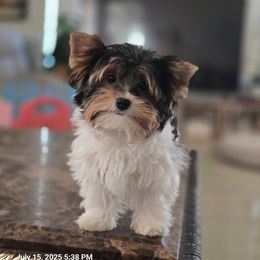 Biewer Terrier, Labrador Retriever, and Yorkshire Terrier Puppies from Granny's yorkshire Terrier Modesto California