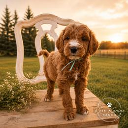 Jefferson - Apricot male Goldendoodle puppy in Ashton, Idaho from Kerr Kanine Ranch