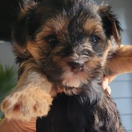 Morkies from Christina's Morkies