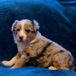 Border Collie Puppies from Snow Pine Ranch
