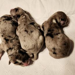 F Pup 2 - Blue merle female Aussiedoodle puppy in Logansport, Indiana from Sandy Hill Farm Aussies, LLC