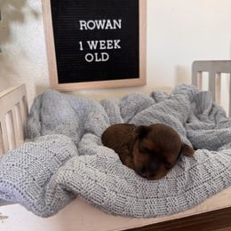 Rowan - Red male Maltipoo puppy in New Port Richey, Florida from Toy Poodles And Maltese Of Florida