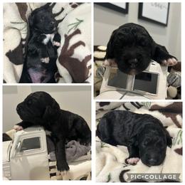 Black Abstract Boy - Black male Goldendoodle puppy in Lancaster, South Carolina from Silver Hill Farm SC