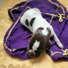 Girl 2 - female German Shorthaired Pointer puppy in Kalamazoo, Michigan from Marshall's Shorthairs