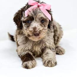 Atlanta - Merle female Labradoodle puppy in Davison, Michigan from Dreaming Doodles