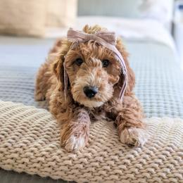 Bubble - Red  female Goldendoodle puppy in Whitesburg, Georgia from Asbury & Co Farms