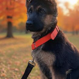 Purple - Black and red female German Shepherd puppy in Sacramento, California from Von Blackwolf German Shepherds