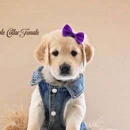 Tabitha - Light golden female Golden Retriever puppy in Branchville, New Jersey from T Rose Golden Co.