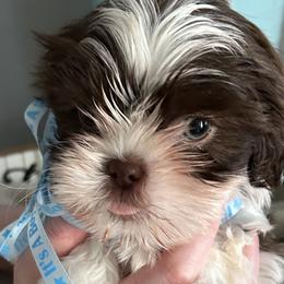 Shih Tzus from Steps Preppy Pups