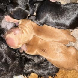Girl 2 - female Dachshund puppy in Brockport, New York from Ryans Nursery/Ryan's Dachshunds