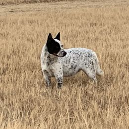 Pearl - Australian Cattle Dog