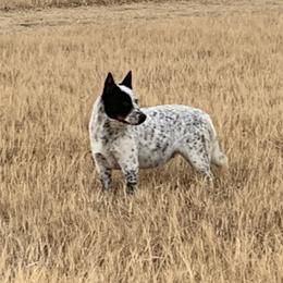 Pearl - Australian Cattle Dog
