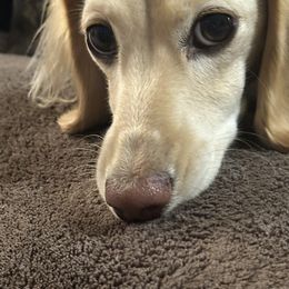 Dachshunds from Kaci M