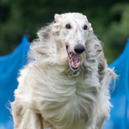 Borzois from Spryfeat borzoi