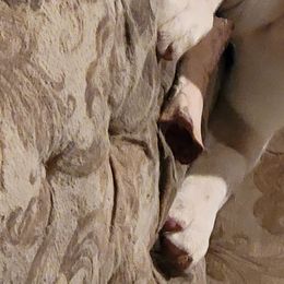 Saint Bernard Puppies from Dementhon Saint Bernards