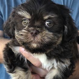 Shih Tzu Puppies from Shih tzu adventures of Santa Rosa Florida