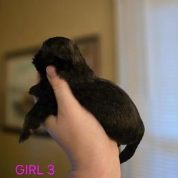 Girl 3 - Black and tan female Shih Tzu puppy in Norris City, Illinois from Dainty and Darling Shih Tzu