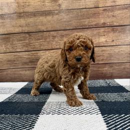 Little girl 2 - Red female Cockapoo puppy in Beresford, South Dakota from DAKOTA DOOD RANCH