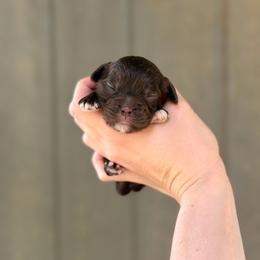 Buckwheat - Chocolate male Cavapoo puppy in Nashville, Arkansas from Rocky Road Puppies
