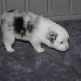 Miniature American Shepherd and Miniature Australian Shepherd Puppies from Red Moon Mini Aussies