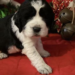 English Springer Spaniel Puppies from Powers English Springer Spaniels