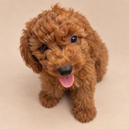 Autumn - Red  female Goldendoodle puppy in Lancaster, California from Kid's Best Doodle